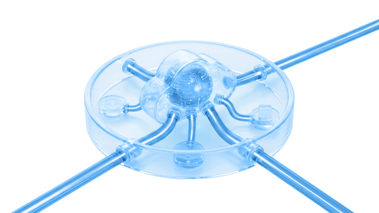 Локальный контур размещения в Узбекистане